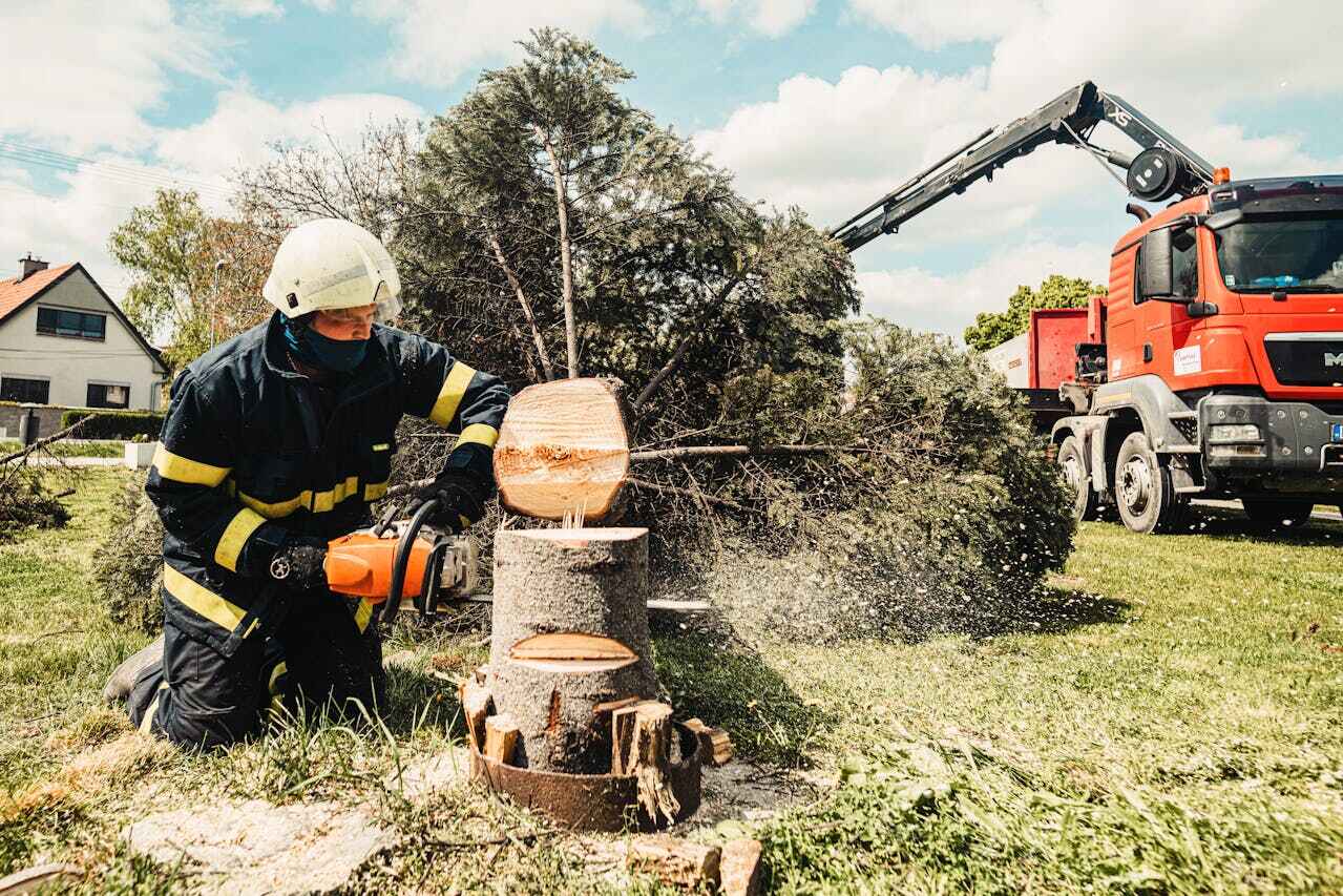 The Steps Involved in Our Tree Care Process in Gregory, TX